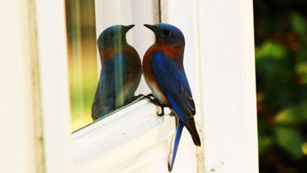 Banner mostrando um pássaro azul com uma mecha vermelha no pescoço apoiado em uma janela de vidro observando seu reflexo na janela.